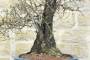 8 - Bonsai di Ciliegio Selvatico (164)