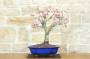 1 - Bonsai di Pesco (25)