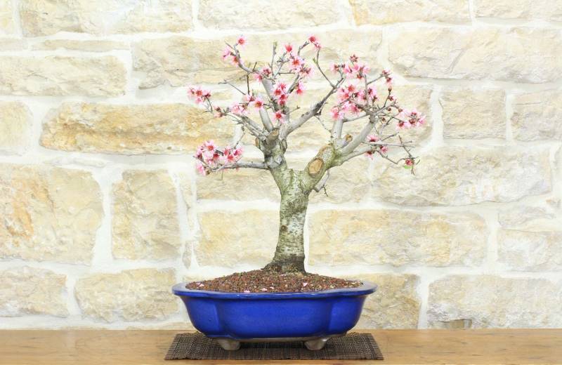 1 - Bonsai di Pesco (25)