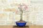 4 - Bonsai di Pesco (25)