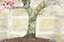 5 - Bonsai di Pesco (25)