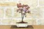 1 - Bonsai di Prunus Pissardii (24)