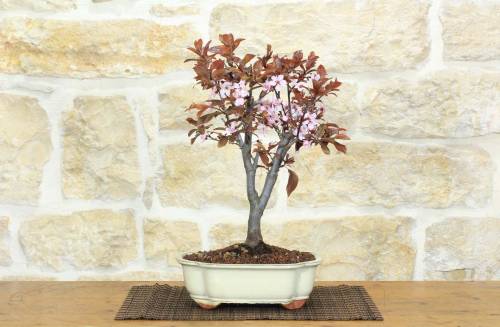 1 - Bonsai di Prunus Pissardii (24)