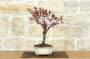 2 - Bonsai di Prunus Pissardii (24)