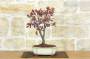 3 - Bonsai di Prunus Pissardii (24)
