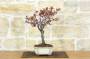 4 - Bonsai di Prunus Pissardii (24)