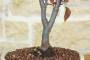5 - Bonsai di Prunus Pissardii (24)