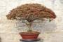 1 - Bonsai Acero Palmatum Kiyohime (26)