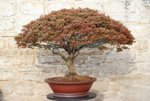 1 - Bonsai Acero Palmatum Kiyohime (26)