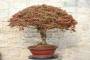 2 - Bonsai Acero Palmatum Kiyohime (26)