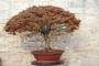 3 - Bonsai Acero Palmatum Kiyohime (26)