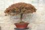 4 - Bonsai Acero Palmatum Kiyohime (26)