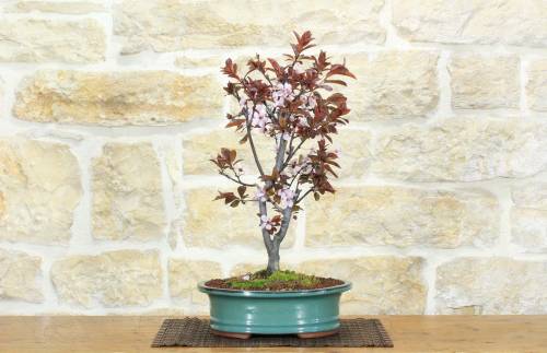 1 - Bonsai di Prunus Pissardii (26)