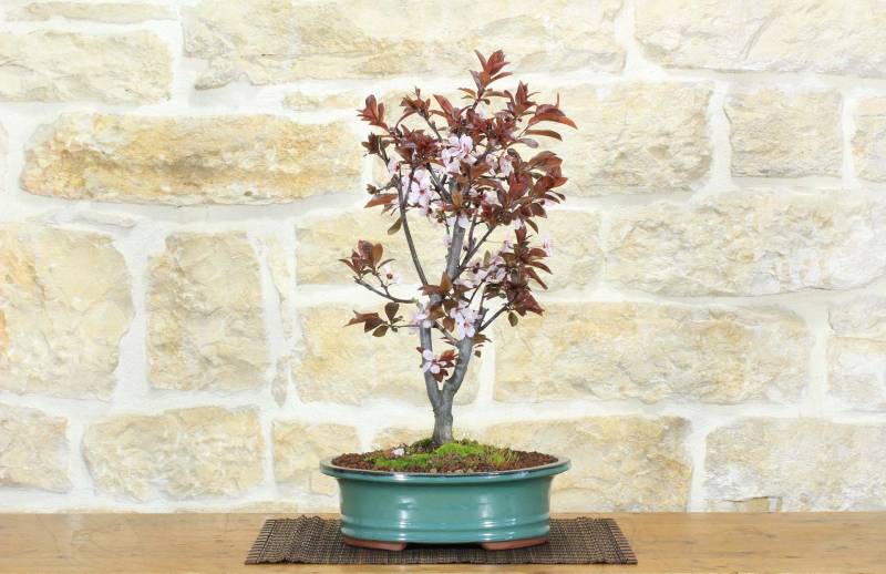 1 - Bonsai di Prunus Pissardii (26)