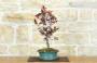 2 - Bonsai di Prunus Pissardii (26)