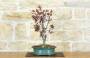3 - Bonsai di Prunus Pissardii (26)