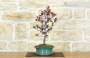 4 - Bonsai di Prunus Pissardii (26)