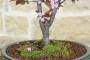 5 - Bonsai di Prunus Pissardii (26)