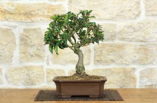 1 - Bonsai di Agrifoglio Mutchagara (2)