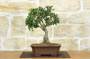 1 - Bonsai di Agrifoglio Mutchagara (2)