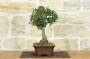 2 - Bonsai di Agrifoglio Mutchagara (2)
