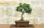3 - Bonsai di Agrifoglio Mutchagara (2)
