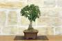 4 - Bonsai di Agrifoglio Mutchagara (2)