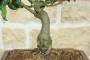 5 - Bonsai di Agrifoglio Mutchagara (2)
