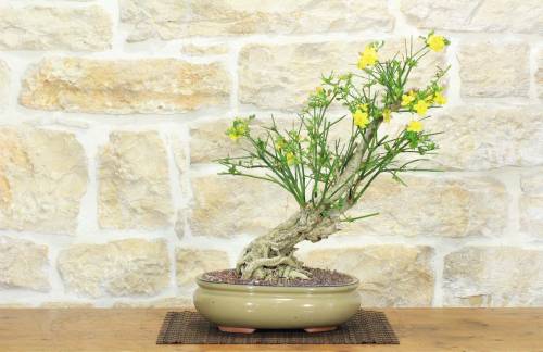 1 - Bonsai di Gelsomino a fiore giallo (7)