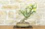 1 - Bonsai di Gelsomino a fiore giallo (7)