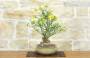 2 - Bonsai di Gelsomino a fiore giallo (7)