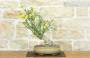 3 - Bonsai di Gelsomino a fiore giallo (7)