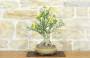 4 - Bonsai di Gelsomino a fiore giallo (7)