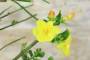 5 - Bonsai di Gelsomino a fiore giallo (7)