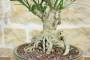 7 - Bonsai di Gelsomino a fiore giallo (7)