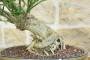 8 - Bonsai di Gelsomino a fiore giallo (7)