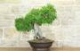 1 - Bonsai di Olmo Cinese (151)