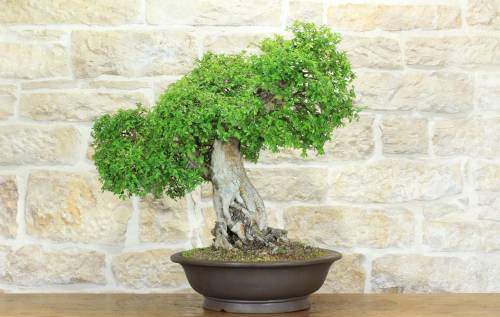 1 - Bonsai di Olmo Cinese (151)