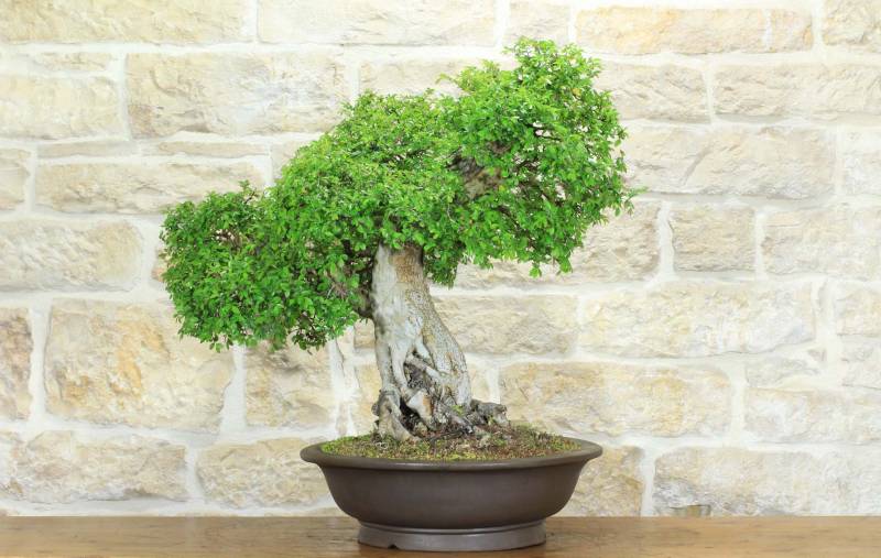 1 - Bonsai di Olmo Cinese (151)