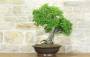 2 - Bonsai di Olmo Cinese (151)
