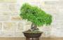 3 - Bonsai di Olmo Cinese (151)