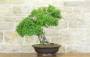 4 - Bonsai di Olmo Cinese (151)