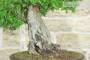 5 - Bonsai di Olmo Cinese (151)