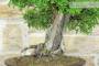 6 - Bonsai di Olmo Cinese (151)