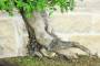 8 - Bonsai di Olmo Cinese (151)