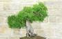 9 - Bonsai di Olmo Cinese (151)