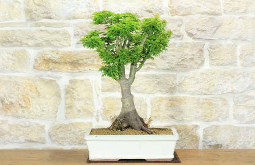 1 - Bonsai di Acero Palmato Shishigashira (9)