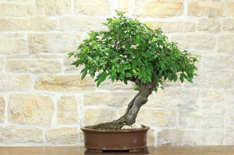 8 - Bonsai di Carpino Nero (2)