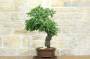 9 - Bonsai di Carpino Nero (2)