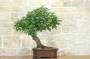 10 - Bonsai di Carpino Nero (2)
